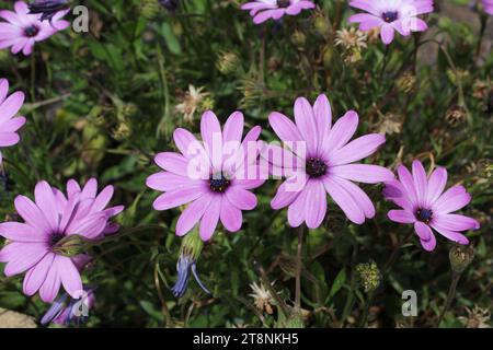 Violette Blüten auf einer afrikanischen Gänseblümchenpflanze (Osteospermum ecklonis) in einem Garten Stockfoto