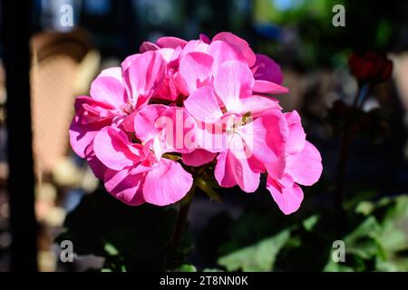Viele zarte, leuchtend rosa Blüten der Geranie Pflanze, allgemein bekannt als Geranien, Pelargonien oder Storchvögel in einem großen Gartentopf in einem sonnigen Sommer Stockfoto