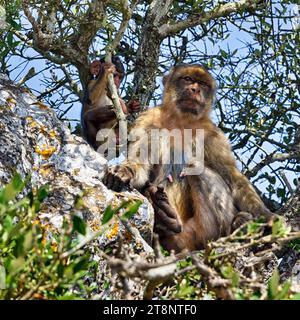 Berbermakaken (Macaca sylvanus), Made sitzt auf einem Baum, weiblich mit jungen, freilebenden Tieren, Upper Rock Nature Reserve, Rock of Gibraltar, Gibraltar Stockfoto