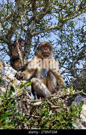 Berbermakaken (Macaca sylvanus), Made sitzt auf einem Baum, weiblich mit jungen, freilebenden Tieren, Upper Rock Nature Reserve, Rock of Gibraltar, Gibraltar Stockfoto