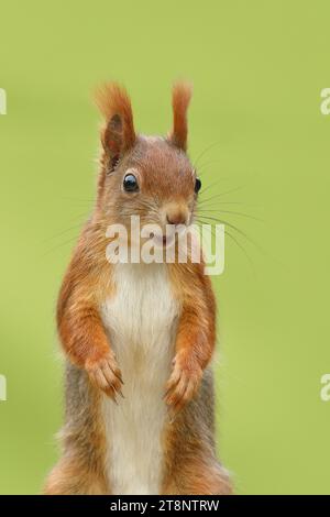 Rotes Eichhörnchen (Sciurus vulgaris), männlich, Tierporträt, Wildtiere, Wilden, Nordrhein-Westfalen, Deutschland Stockfoto