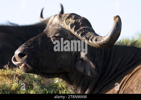 Kapbüffel, auch bekannt als schwarzer Büffel, afrikanischer Büffel (Syncerus Caffer) oder Steppenbüffel, Stier, Portrait, Lecken seinen Mund, Ngorongoro Stockfoto