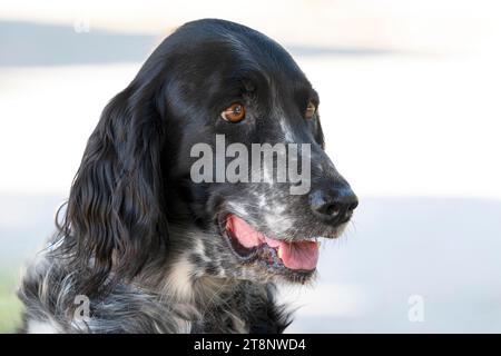 Großer Münsterlander, Hund (Canis lupus familiaris), Jagdhund, Zeigehund, Hunderasse, Tierporträt, Österreich Stockfoto