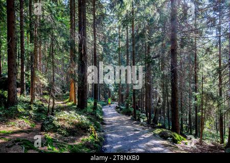 Wanderweg, Waldweg im Naturschutzgebiet kleiner Arbersee, Lohberg, Karsee, Bayerischer Wald, Oberpfalz, Bayern, Deutschland Stockfoto