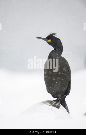 Gemeine (Phalacrocorax aristotelis), im Schnee, Insel Hornoya, Hornoya, Vardo, Varanger-Halbinsel, Troms og Finnmark, Norwegen Stockfoto