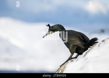 Gemeine (Phalacrocorax aristotelis), im Schnee, Insel Hornoya, Hornoya, Vardo, Varanger-Halbinsel, Troms og Finnmark, Norwegen Stockfoto