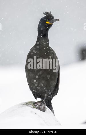 Gemeine (Phalacrocorax aristotelis), im Schnee, Insel Hornoya, Hornoya, Vardo, Varanger-Halbinsel, Troms og Finnmark, Norwegen Stockfoto