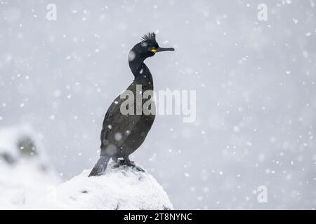 Gemeine (Phalacrocorax aristotelis), im Schnee, Insel Hornoya, Hornoya, Vardo, Varanger-Halbinsel, Troms og Finnmark, Norwegen Stockfoto