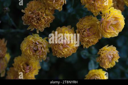 Verblassender Winteraster im November, Blume, gelb Stockfoto