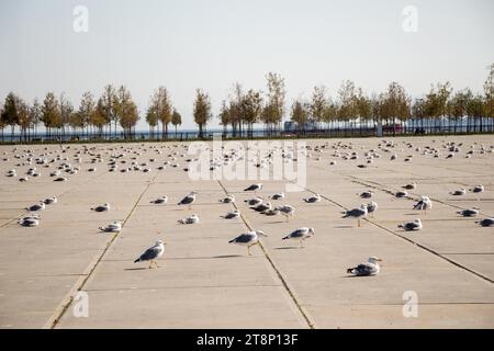 Möwen sind sich erholend auf einem Betonboden Stockfoto