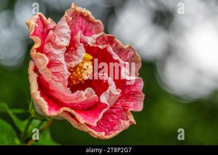 (Hibiscus), Malvales (Malvaceae), Valle de Cauca, Kolumbien Stockfoto