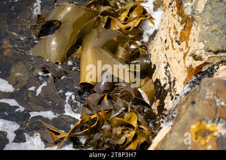 Seetang, der auf Felsen wächst. Essbares Seegras, das im Ozean ernten kann Stockfoto