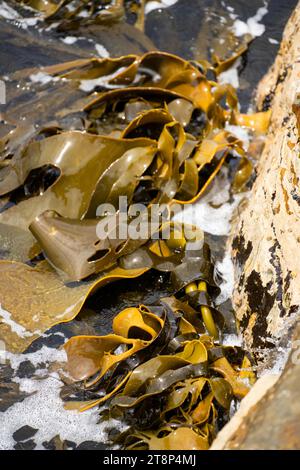 Seetang, der auf Felsen wächst. Essbares Seegras, das im Ozean ernten kann Stockfoto