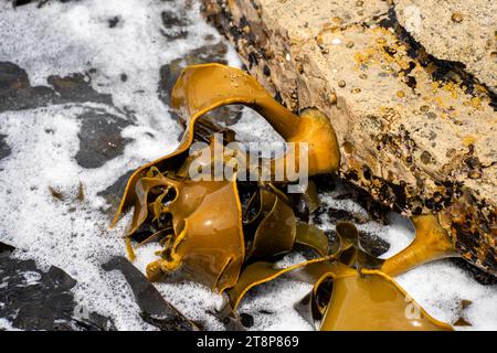 Seetang, der auf Felsen wächst. Essbares Seegras, das im Ozean ernten kann Stockfoto