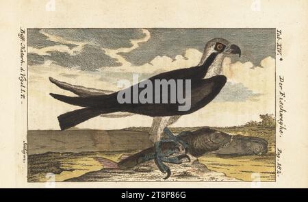 Osprey, Seefalke, Fischfalke oder Flussfalke, Pandion haliaetus. Der Fischweyhe, fischweihe, Fischfalke, Falco piscator, pecheur des Antilles. Handkolorierter Kupferstich nach einer Illustration von Johann Michael Seligmann aus Friedrich Heinrich Wilhelm Martinis Ausgabe von Comte de Buffons Naturgeschichte der Vogel, Naturgeschichte der Vögel, Ben Joachim Pauli, Berlin, 1772. Stockfoto