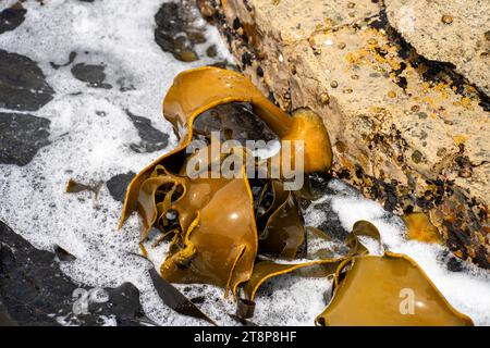 Seetang, der auf Felsen wächst. Essbares Seegras, das im Ozean ernten kann Stockfoto