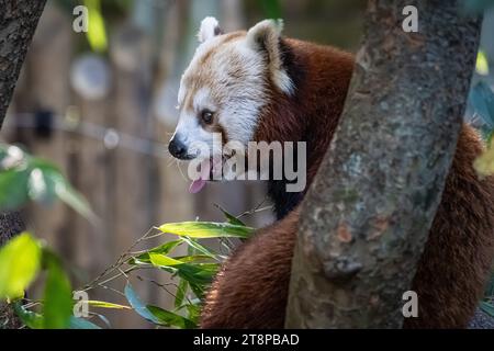 Red Panda (Ailurus fulgens refulgens) in einem Baum im Zoo Atlanta in der Nähe der Innenstadt von Atlanta, Georgia. (USA) Stockfoto