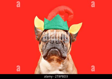 Lustiger französischer Bulldog-Hund, der Weihnachts-Elfen-Haarreif mit Hut und Ohren vor rotem Hintergrund trägt Stockfoto