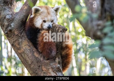 Red Panda (Ailurus fulgens refulgens) in einem Baum im Zoo Atlanta in der Nähe der Innenstadt von Atlanta, Georgia. (USA) Stockfoto