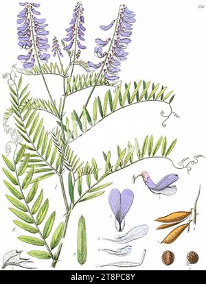 Vicia cracca (Icones Florae Germanicae et Helveticae 1903, v22, Platte 230) sauber, keine Beschreibung. Stockfoto