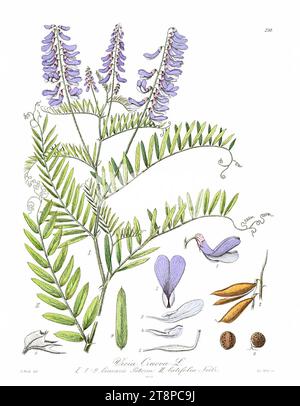 Vicia cracca (Icones Florae Germanicae et Helveticae 1903, v22, Platte 230) reinigen. Stockfoto