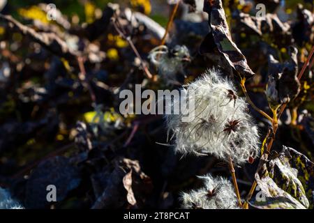 Clematis brachiataon den Zaun im Herbst Stockfoto