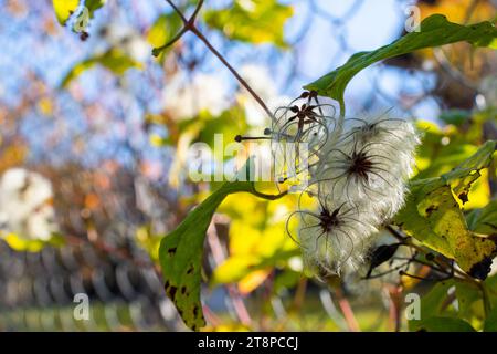 Clematis brachiataon den Zaun im Herbst Stockfoto