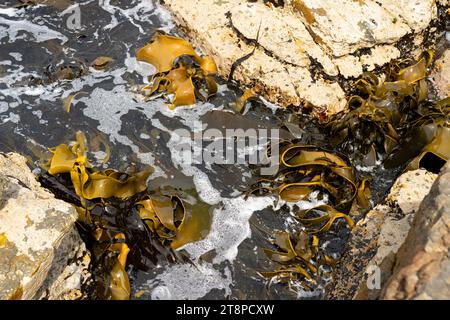 Seetang, der auf Felsen wächst. Essbares Seegras, das im Ozean ernten kann Stockfoto