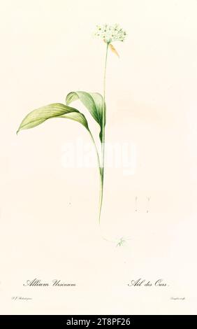 Alte Illustration des wilden Knoblauchs (Allium ursinum). Les Liliacées, von P. J. Redouté. Impr. Didot Jeune, Paris, 1805 - 1816 Stockfoto