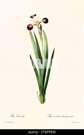 Alte Abbildung der Blauen Flagge (Iris versicolor). Les Liliacées, von P. J. Redouté. Impr. Didot Jeune, Paris, 1805 - 1816 Stockfoto