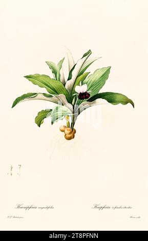 Alte Illustration des Schmalblatt-Pfauenkühlers (Kempferia angustifolia). Les Liliacées, von P. J. Redouté. Impr. Didot Jeune, Paris, 1805 - 1816 Stockfoto