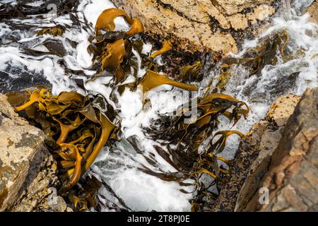 Seetang, der auf Felsen wächst. Essbares Seegras, das im Ozean ernten kann Stockfoto