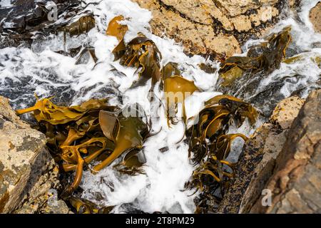 Seetang, der auf Felsen wächst. Essbares Seegras, das im Ozean ernten kann Stockfoto