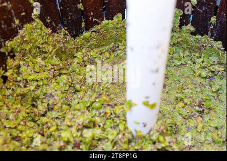 Gepresste Weintrauben in mechanischer Presse, detaillierte Makroansicht. Stockfoto