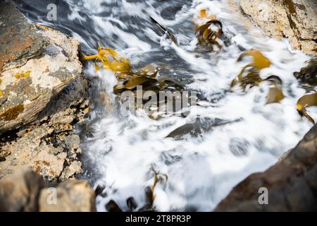 Seetang, der auf Felsen wächst. Essbares Seegras, das im Ozean ernten kann Stockfoto