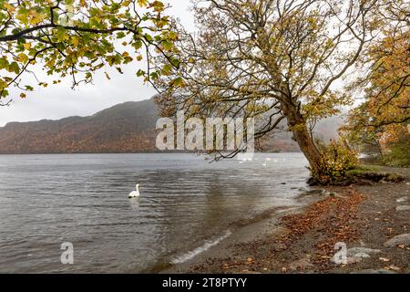 Schwäne schwimmen auf Ullswater an einem nebeligen Herbsttag Stockfoto