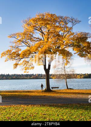 Mann in der Ferne steht in Silhouette am Ufer des Parksees unter schönem goldenen Laubbaum im Herbst mit Angelmast am sonnigen Herbsttag. Stockfoto