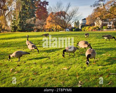 Im Stadtpark von Seattle grasen im Herbst an einem schönen sonnigen Tag Kanadiengänse auf grünem Gras. Wohnhäuser in der Nachbarschaft im Hintergrund. Stockfoto