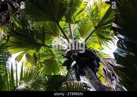 Coco de Mer Früchte, Lodoicea Palme. Vallee de Mai, Praslin, Seychellen Stockfoto