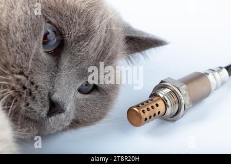 Katze, die auf den Käufer von Sauerstoffsensoren blickt. Stockfoto
