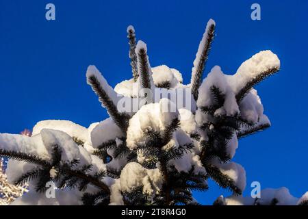 Fichtenzweig mit kleinen grünen Nadeln unter flauschigem frischen, weißen Schnee Nahaufnahme. Verschwommener Winterwald im Hintergrund. Stockfoto