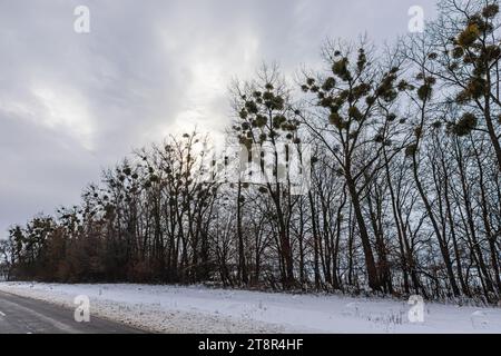 Grüne Mistelzweige auf einem Baum. Viscum Album ist ein in Europa und Teilen Asiens einheimischer Hemiparasit. Stockfoto