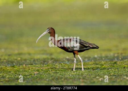 Hochglanzibis (Plegadis falcinellus) im Wasser im Donaudelta-Komplex mit Lagunen Stockfoto