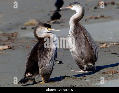 Ein Paar Rattenmädchen. NZ, Rattenschnecken leben hauptsächlich in Küstenhabitaten rund um den größten Teil Neuseelands. Erwachsene haben Krone, Nackenrücken, Mantel, Hüfte, Flügel, Oberschenkel und Schwanz schwarz, obwohl die oberen Flügeldecken bei genauem Hinsehen grau-schwarz mit dünnem schwarzen Rand sind. Das Gesicht, der Hals, die Nackenseiten und die Unterseite sind weiß. Der lange, hakenförmige Schnabel ist grau, die Iris grün und Beine und Füße schwarz. Bei brütenden Erwachsenen ist die Haut vor dem Auge gelb, an der Schnabelbasis rosa oder rosa-rot und der Augenring blau. Nicht züchtende Erwachsene haben eine hellere Hautfarbe als Züchter. Stockfoto