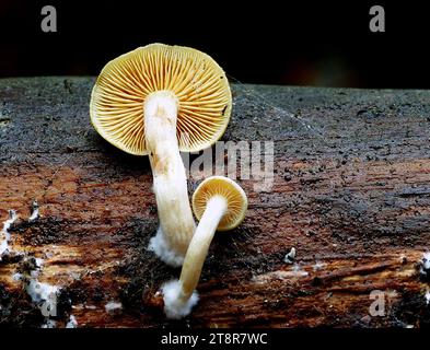 Cortinarius sp., Cortinarius ist eine Pilzgattung. Es wird vermutet, dass es sich um die größte Agargattung handelt, die über 2000 verschiedene Arten enthält und weltweit vorkommt Stockfoto