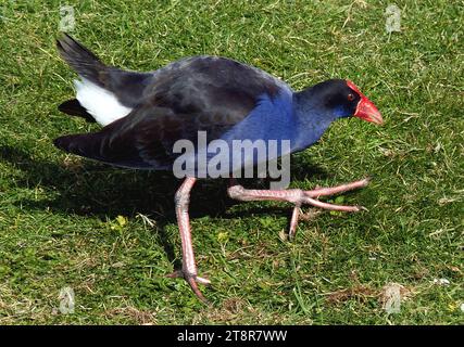 Der Pukeko. (Sumpfhen), der pūkeko, ist wahrscheinlich einer der bekanntesten einheimischen Vögel Neuseelands mit seinen charakteristischen Farben und seiner Gewohnheit, am Boden zu füttern Stockfoto