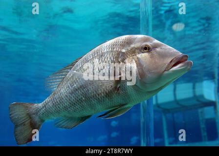 Der Riesengarnfisch (Epinephelus lanceolatus), auch bekannt als Brindlebass, brauner Kabeljau oder Hummelbarsch, und als Queensland-Gruppierer in Australien, ist der größte knochige Fisch, der in Korallenriffen gefunden wird, und das Wasserzeichen von Queensland. Sie ist oberflächennahe bis zu einer Tiefe von 100 m (330 ft) an Riffen im gesamten Indo-Pazifik-Raum zu finden Stockfoto