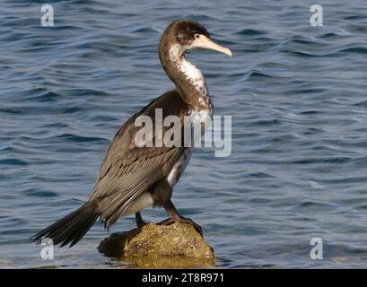 Rattenschal. NZ, Rattenschnecken leben hauptsächlich in Küstenhabitaten rund um den größten Teil Neuseelands. Erwachsene haben Krone, Nackenrücken, Mantel, Hüfte, Flügel, Oberschenkel und Schwanz schwarz, obwohl die oberen Flügeldecken bei genauem Hinsehen grau-schwarz mit dünnem schwarzen Rand sind. Das Gesicht, der Hals, die Nackenseiten und die Unterseite sind weiß. Der lange, hakenförmige Schnabel ist grau, die Iris grün und Beine und Füße schwarz. Bei brütenden Erwachsenen ist die Haut vor dem Auge gelb, an der Schnabelbasis rosa oder rosa-rot und der Augenring blau. Nicht züchtende Erwachsene haben eine hellere Hautfarbe als Züchter. Stockfoto