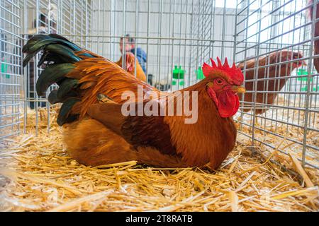 New Hampshire Hähnchenrasse auf der Nationalen Ausstellung für landwirtschaftliche Tiere Tierzucht 2023 in Lysa nad Labem, Zentralböhmische Region, Tschechische Repub Stockfoto