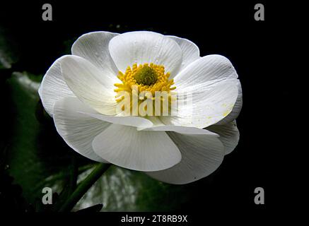 Mount Cook Lily NZ, die Mount Cook Lily (Ranunculus lyallii) ist eine der bekanntesten Bergpflanzen Neuseelands Stockfoto